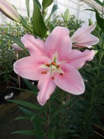 [5247 Companion No01.JPG]